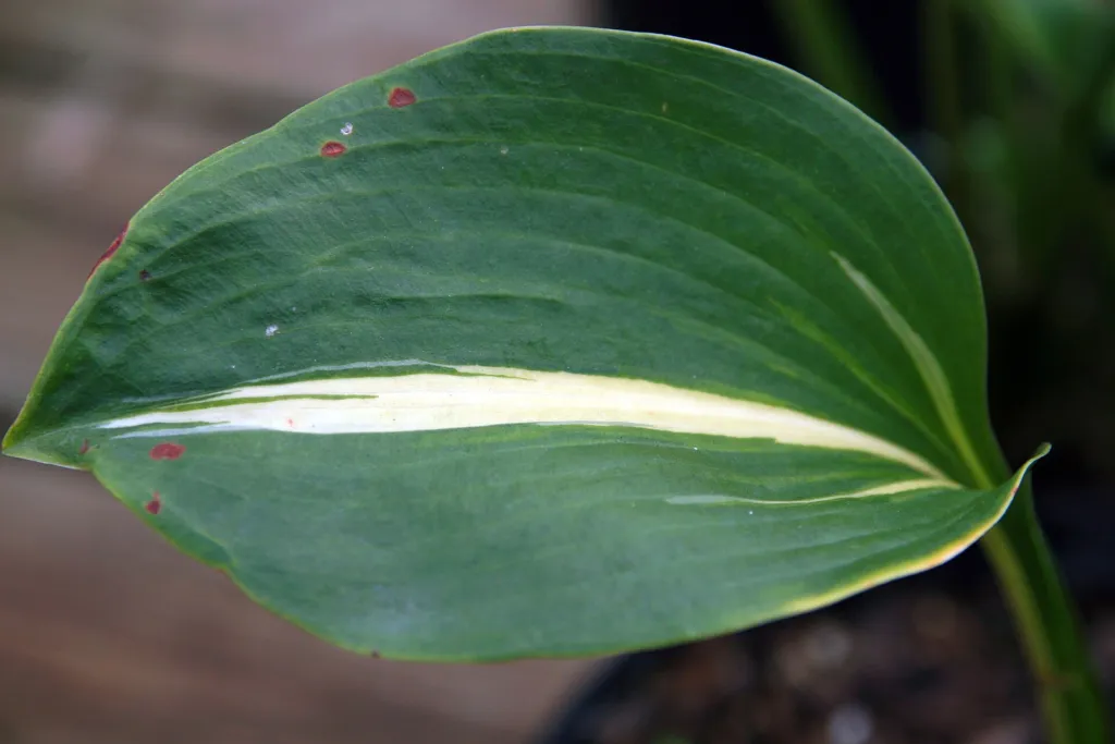 Hosta 'Thunderbolt' – typický vzhľad, fotografia rastliny