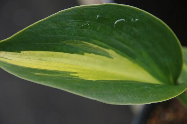 Hosta 'Touch of Class'