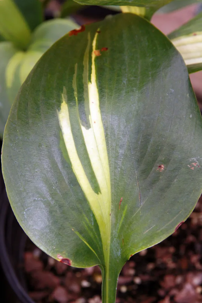 Hosta 'Touch of Class' – typisches Erscheinungsbild, Pflanzenfoto