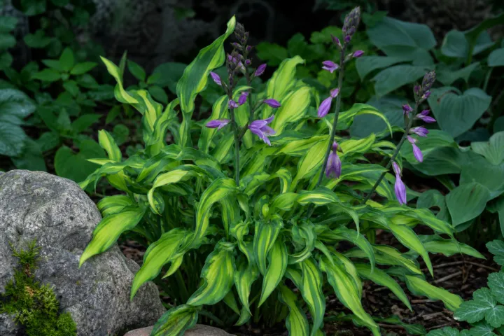 Hosta 'Twist of Lime'