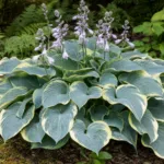 Hosta ‘Valley’s Glacier’ (Hosta 'Valley's Glacier') – plant photo