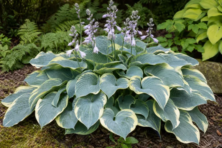 Hosta 'Valley's Glacier'