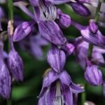 Hosta ventricosa – fotografia rastliny