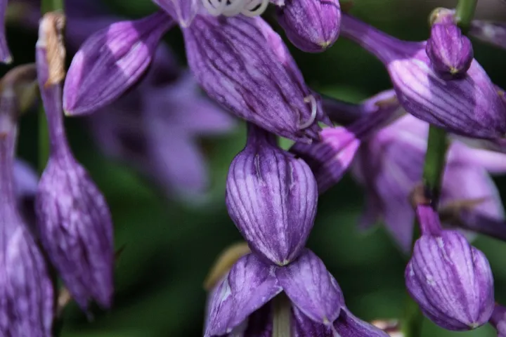 Hosta ventricosa