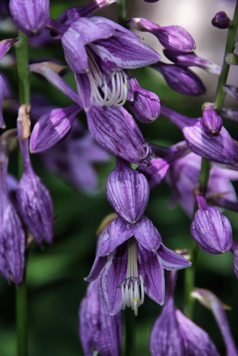 Blue Plantain-lily (Hosta ventricosa) – plant photo