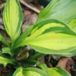 Hosta 'Whirlwind' – Pflanzenfoto