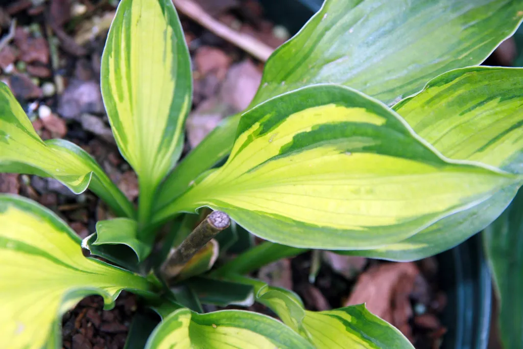 Hosta 'Whirlwind' – typisches Erscheinungsbild, Pflanzenfoto