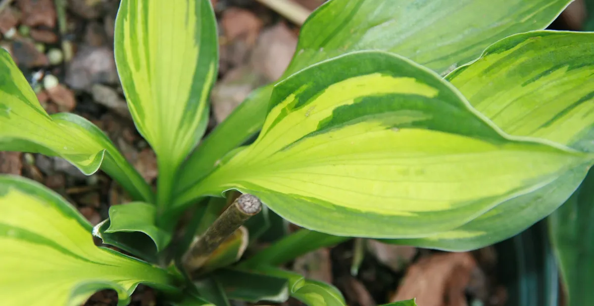 Hosta 'Whirlwind' – plant photo