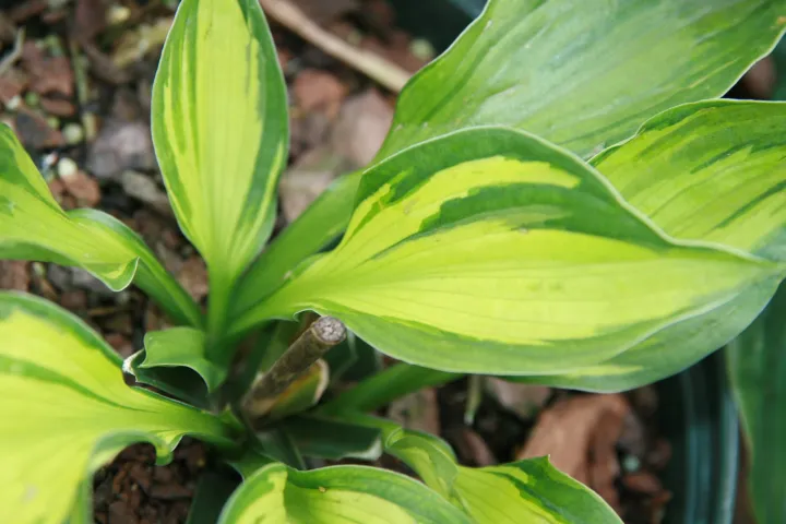 Hosta 'Whirlwind'