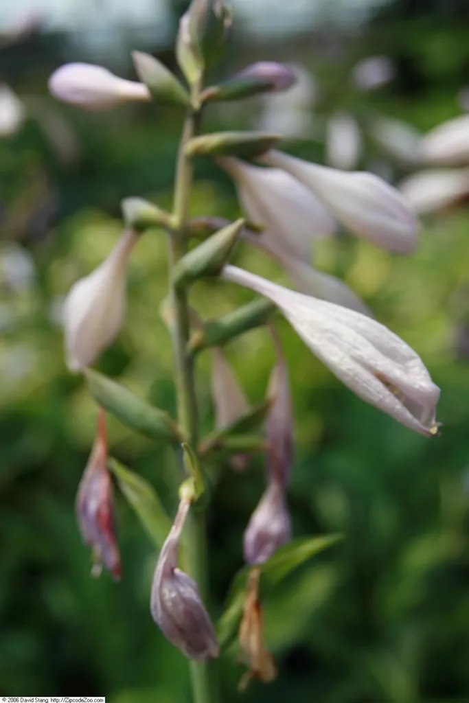 Hosta 'Whirlwind' – typisches Erscheinungsbild, Pflanzenfoto