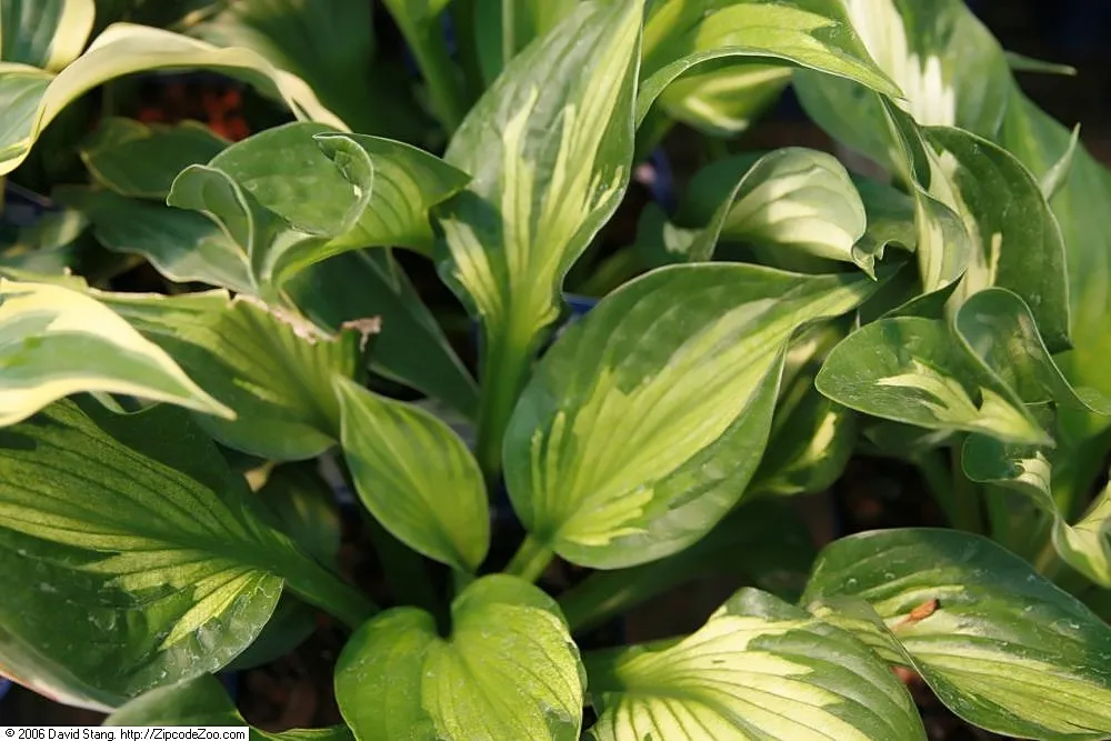 Hosta 'Whirlwind' – typisches Erscheinungsbild, Pflanzenfoto