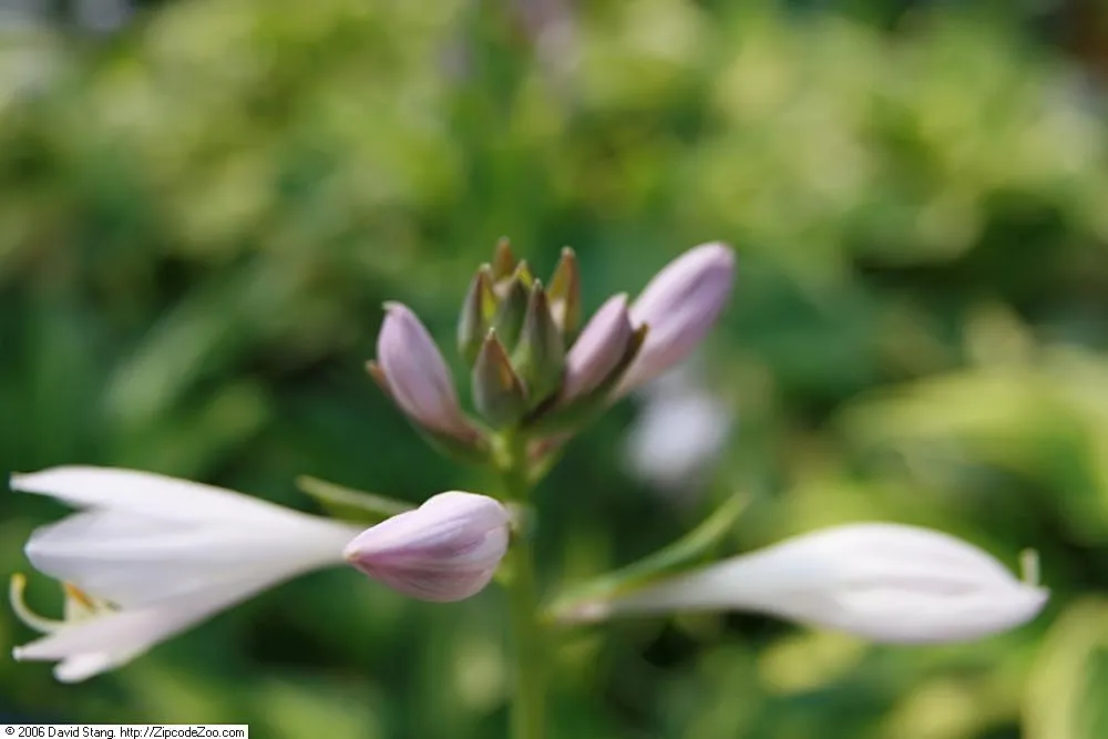 Hosta 'Whirlwind' – typisches Erscheinungsbild, Pflanzenfoto