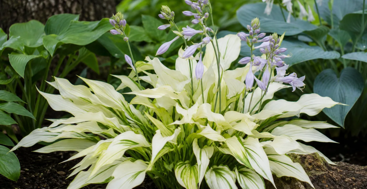 Hosta 'White Feather' – plant photo