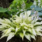 Hosta ‘White Feather’ (Hosta 'White Feather') – plant photo