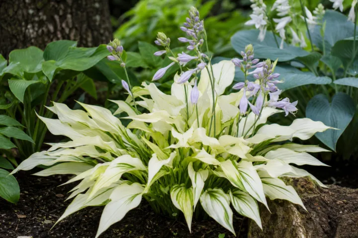 Hosta 'White Feather'