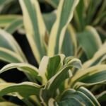 Hosta 'Wolverine' – fotografia rastliny