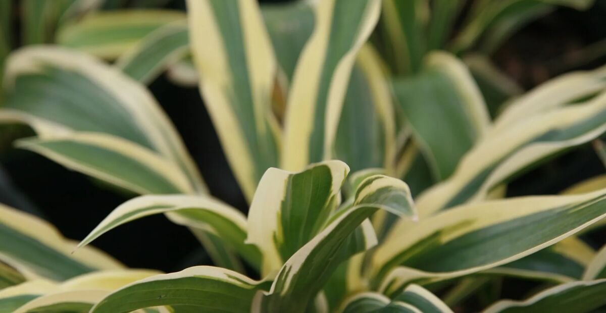 Hosta 'Wolverine' – Pflanzenfoto