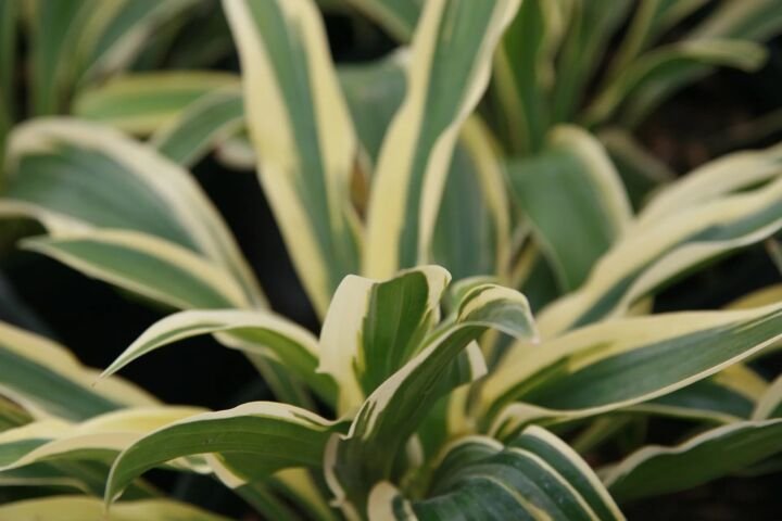 Hosta 'Wolverine'