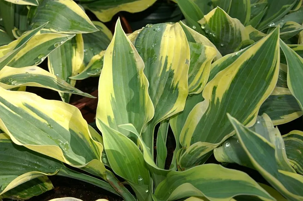 Hosta 'Wolverine' – v záhrade, fotografia rastliny