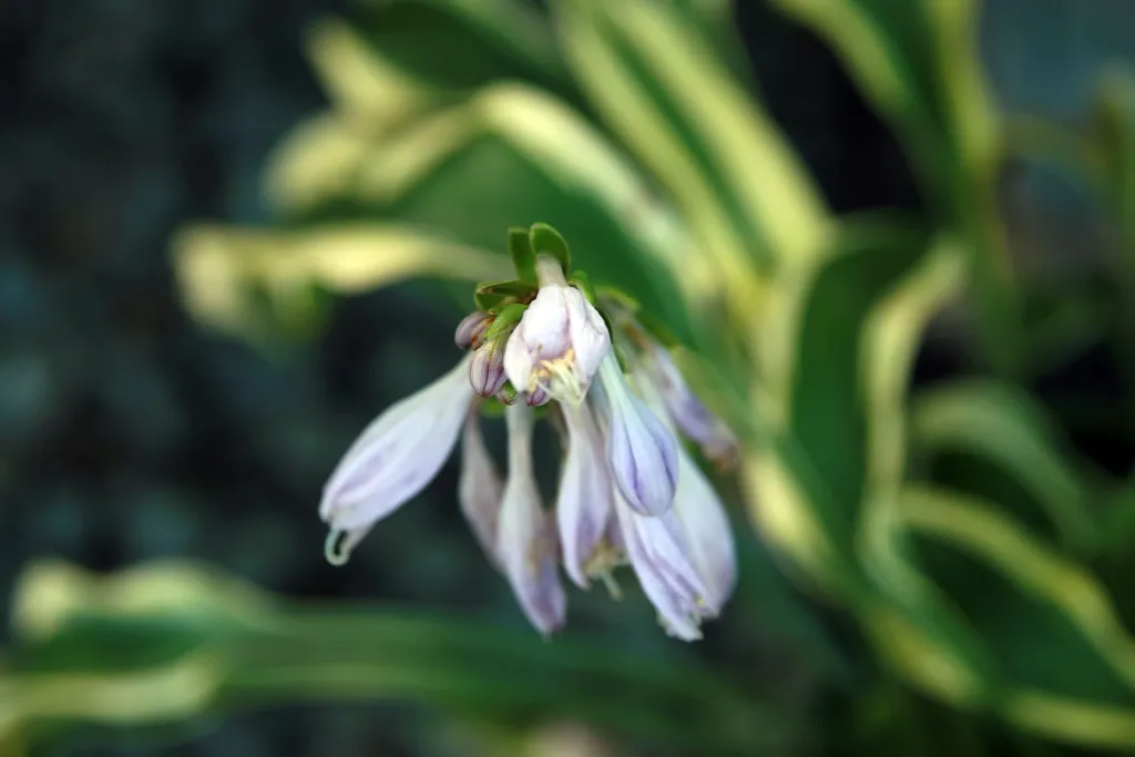 Hosta 'Wolverine' – v záhrade, fotografia rastliny