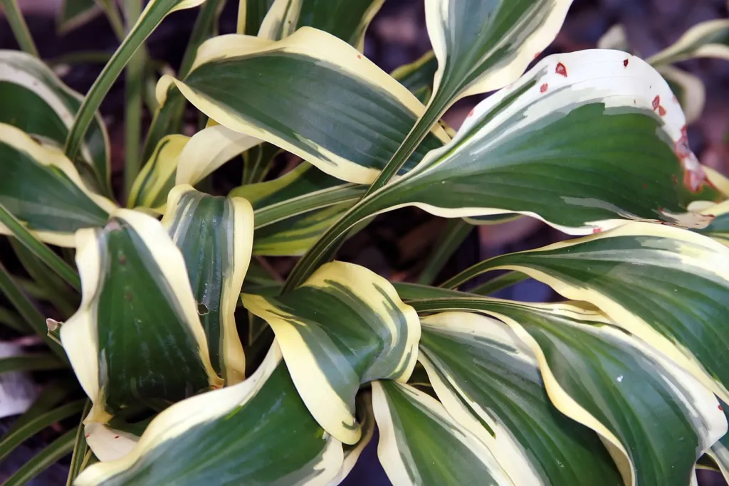 Hosta 'Wolverine' – v záhrade, fotografia rastliny