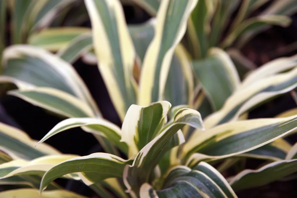 Hosta 'Wolverine' – typický vzhľad, fotografia rastliny
