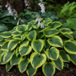 Hosta 'Yellow Polka Dot Bikini' – zdjęcie rośliny