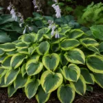 Hosta ‘Yellow Polka Dot Bikini’ (Hosta 'Yellow Polka Dot Bikini') – plant photo