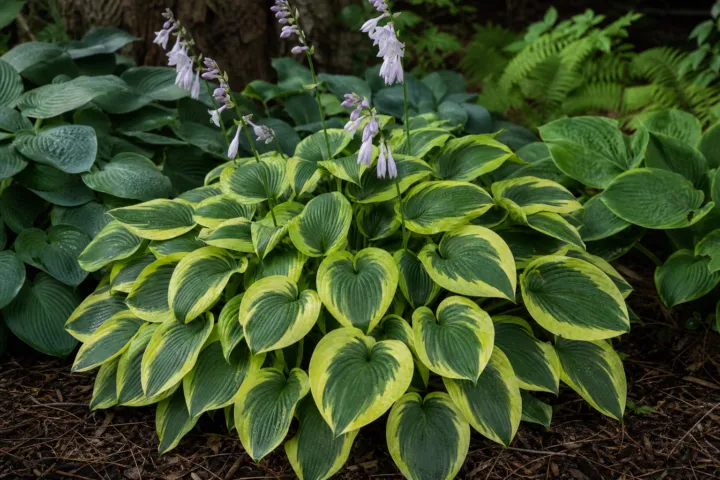 Hosta 'Yellow Polka Dot Bikini'