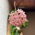 Hoya carnosa 'Compacta' – zdjęcie rośliny