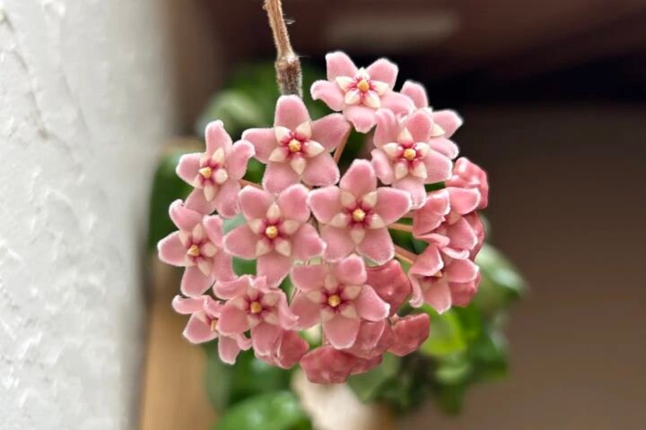 Hoya carnosa 'Compacta'