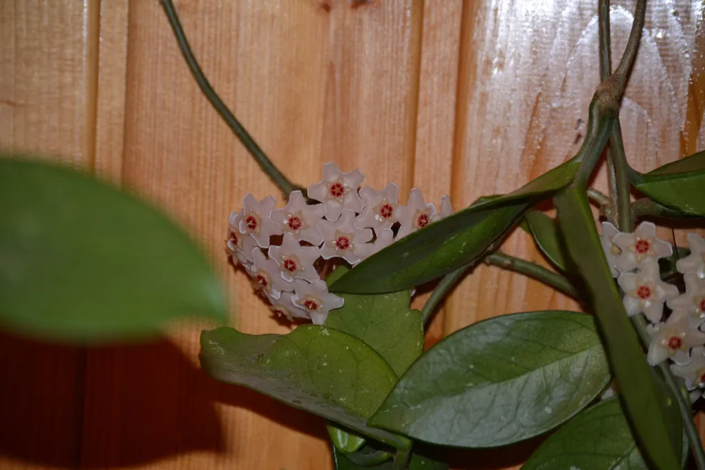 voskovka (Hoya carnosa) – kvety zblízka, fotografia rastliny