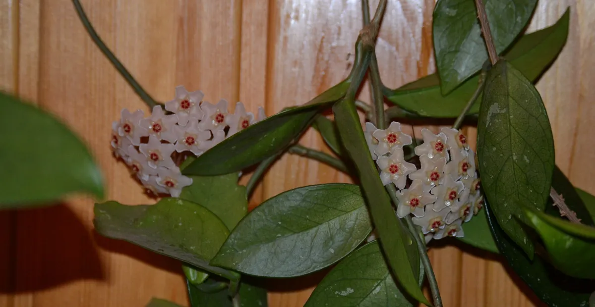 wax plant (Hoya carnosa) – plant photo