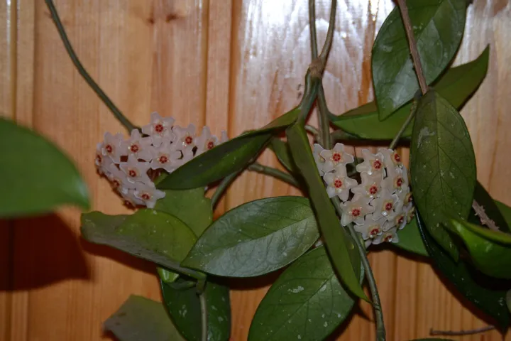 Hoya carnosa