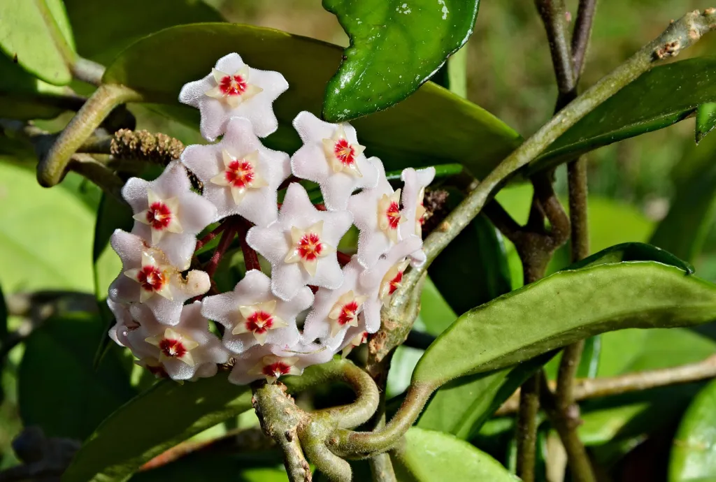 voskovka (Hoya carnosa) – kvety zblízka, fotografia rastliny