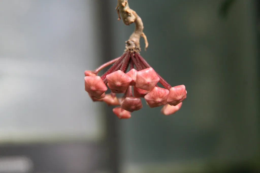voskovka (Hoya carnosa) – kvety zblízka, fotografia rastliny