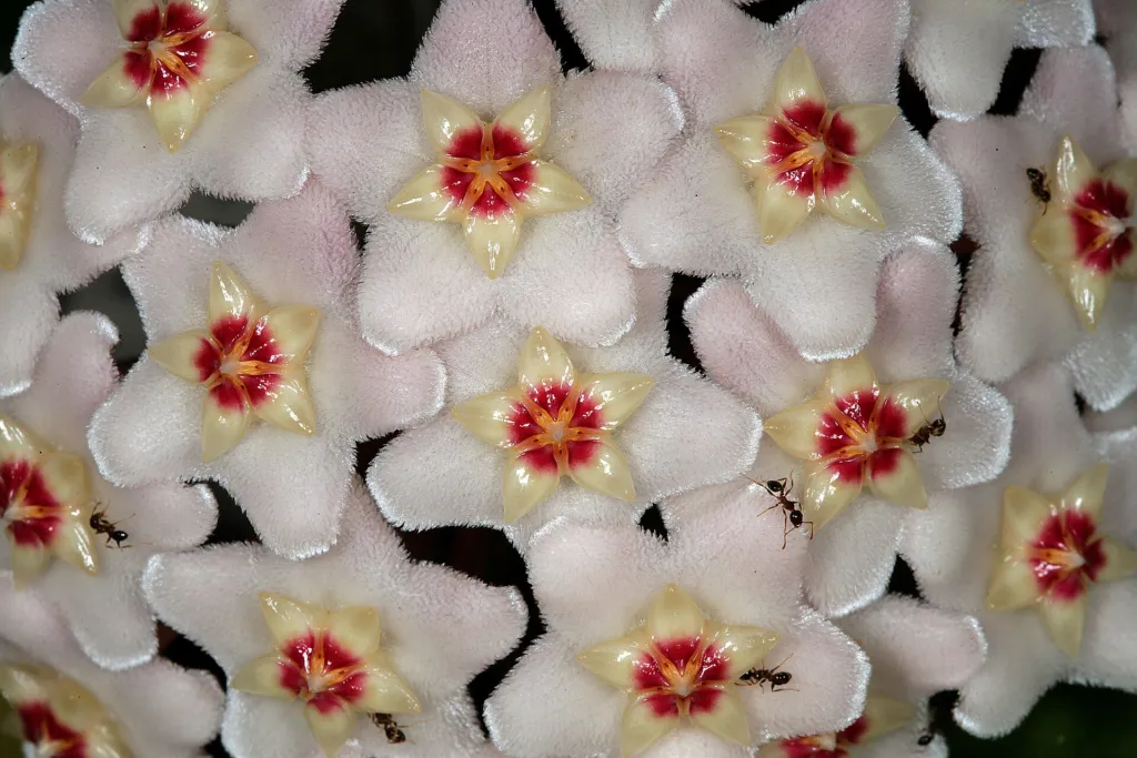 voskovka (Hoya carnosa) – kvety zblízka, fotografia rastliny