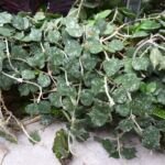 Hoya caudata – Pflanzenfoto