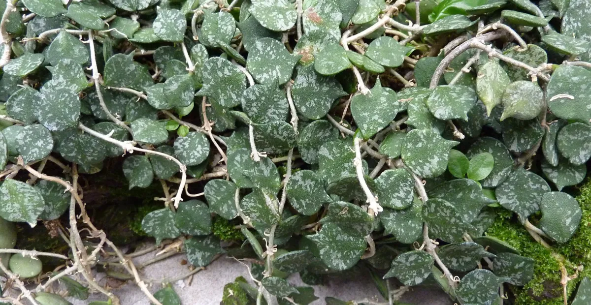 Hoya caudata – plant photo