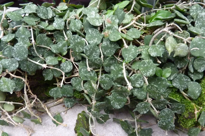 Hoya caudata