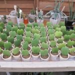 Hoya kerrii – zdjęcie rośliny