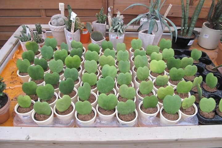 Hoya kerrii