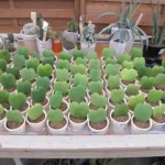 Heart Hoya (Hoya kerrii) – plant photo
