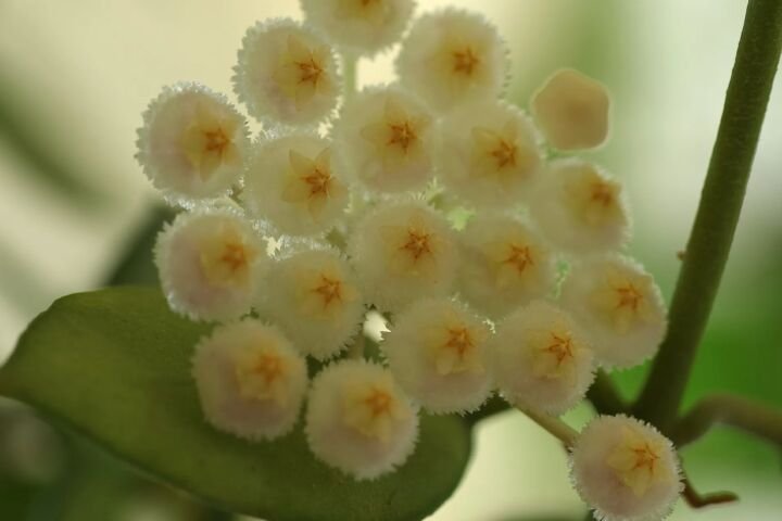 Hoya lacunosa