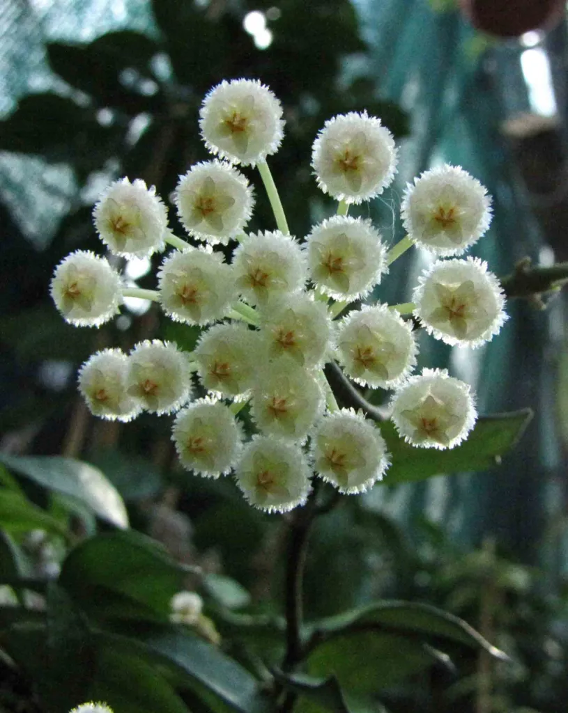 Hoya lacunosa – v záhrade, fotografia rastliny
