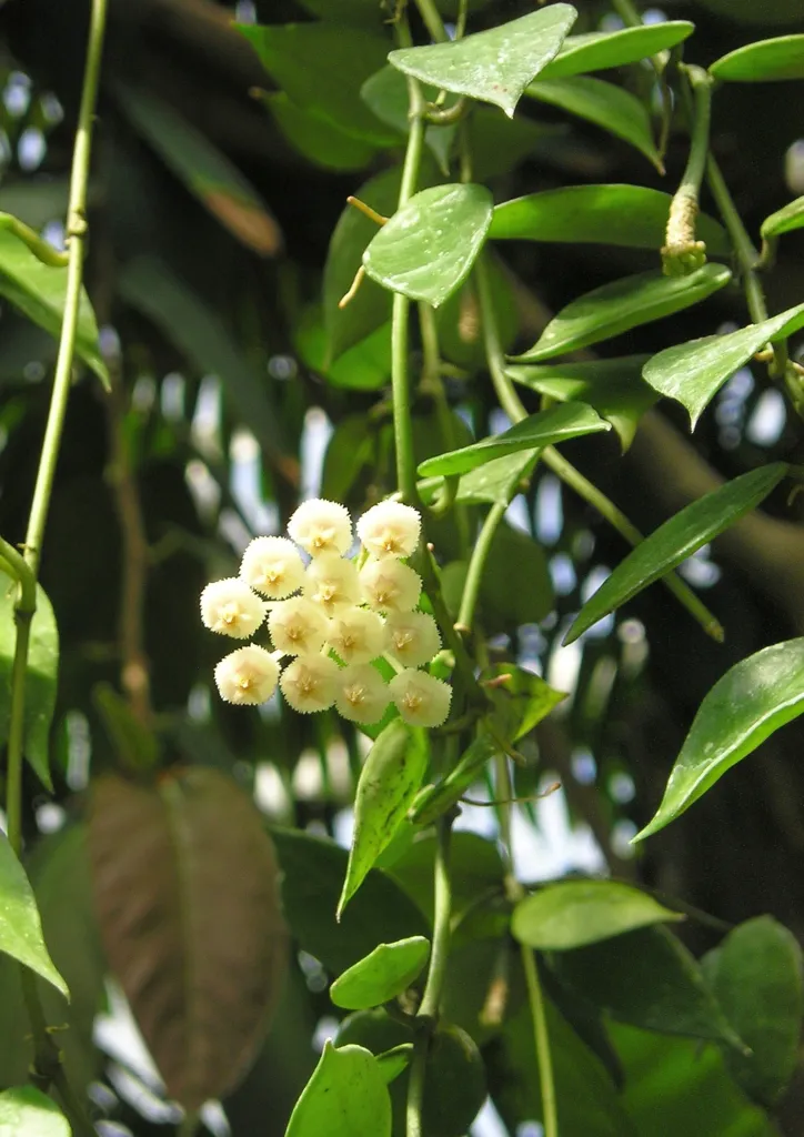 Hoya lacunosa – v záhrade, fotografia rastliny