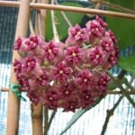 Hoya macrophylla – zdjęcie rośliny