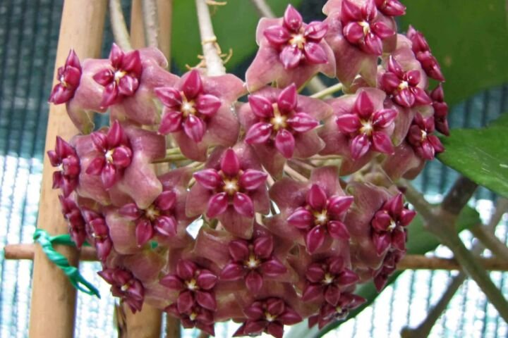 Hoya macrophylla