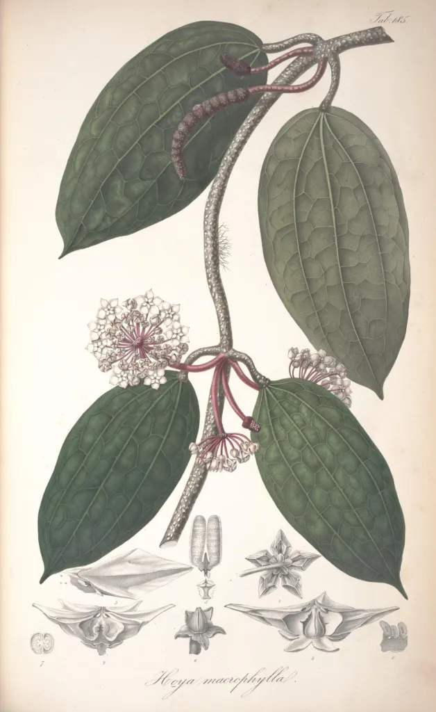 Hoya macrophylla – typický vzhľad, fotografia rastliny