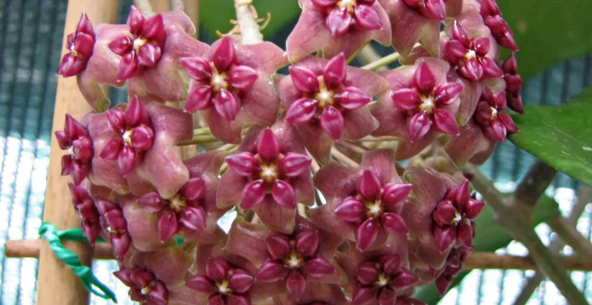 Hoya macrophylla – plant photo